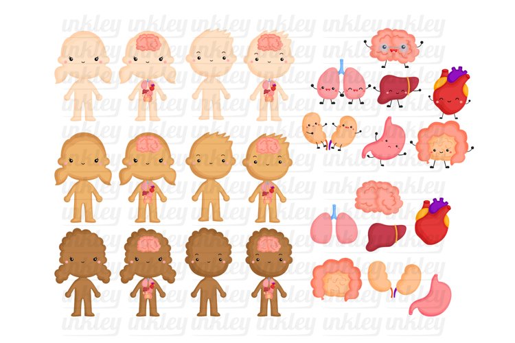 Internal Body Parts Clipart - School Clip Art