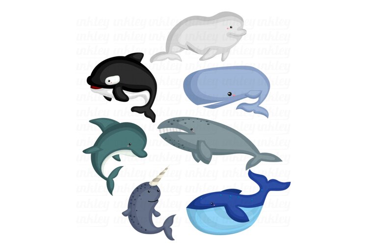 Whale Breeds Clipart - Cute Whale Clip Art