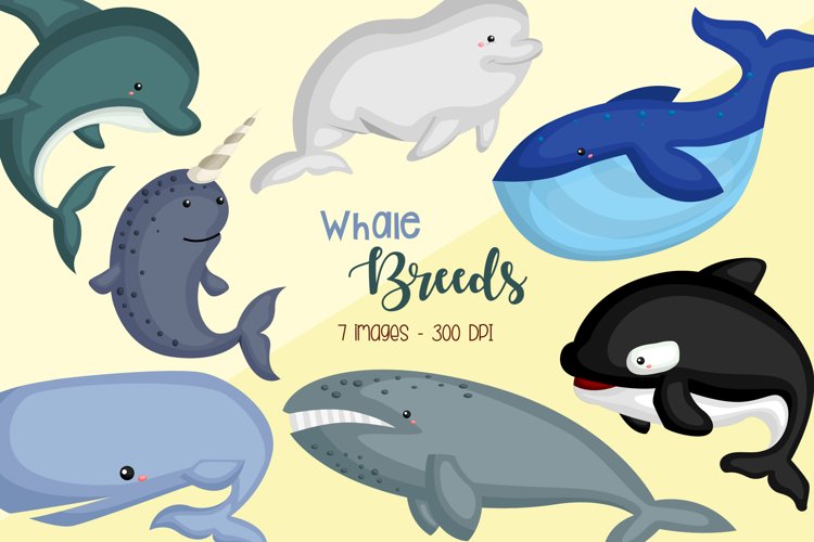Whale Breeds Clipart - Cute Whale Clip Art